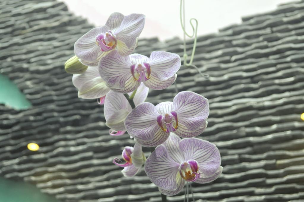 Green Coco Homestay Hoi An Bilik gambar