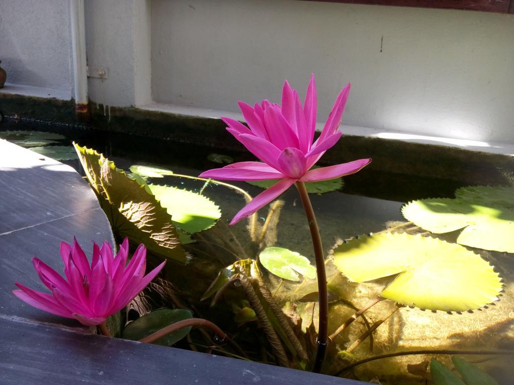 Green Coco Homestay Hoi An Luaran gambar